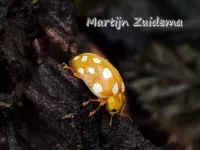 Meeldauwlieveheersbeestje [Halyzia sedecimguttata]